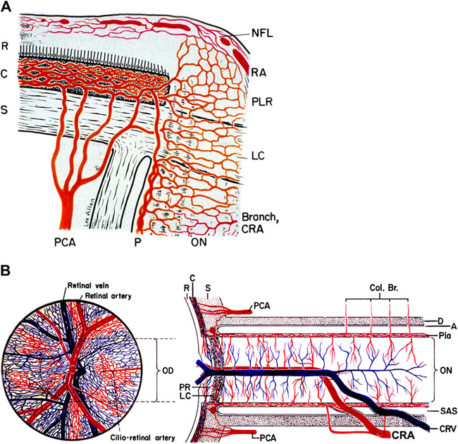 Schematic Representation Of Blood Supply of: The Optic Nerve Head And The Optic Nerve. 