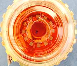 Donor cornea prepared for Descemet membrane endothelial keratoplasty (DMEK) transplantation