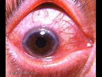allergic corneal reaction
