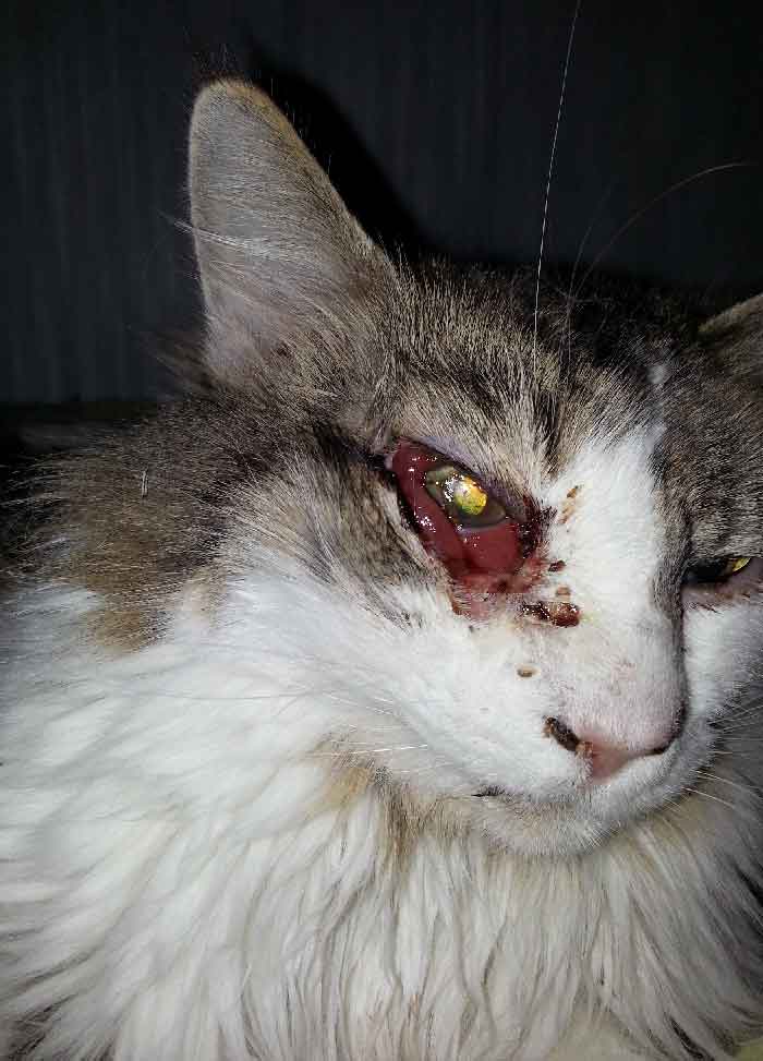 The patient's cat succumbed to an infection which began in the right eye and eventually led to necrosis of the right face. Here the cat is shown in the first few days of this infection. The right eye appears injected with conjunctival chemosis and discharge. 