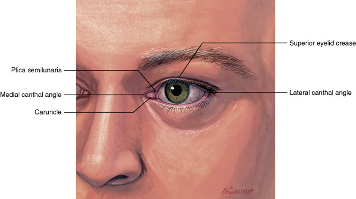 External eyelid anatomy with the lateral canthal angle at the point where the upper and lower eyelids meet 