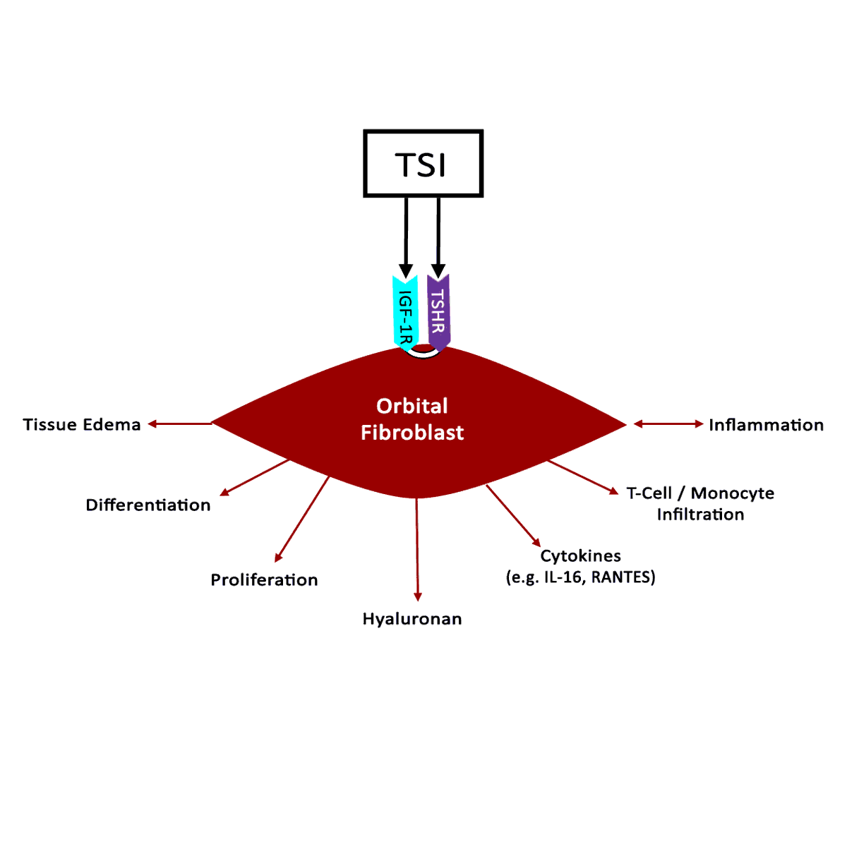  Diagram demosntrating TSI activation of IGF-1R and TSHR recceptors in orbital fibroblasts.