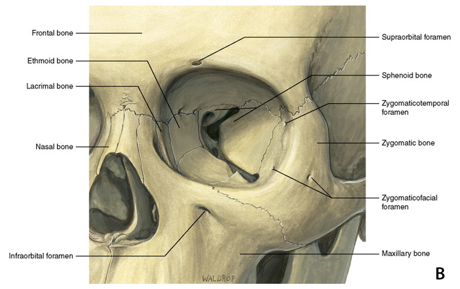 Верхняя глазничная щель анатомия