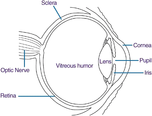 Diagram of the internal eye 
