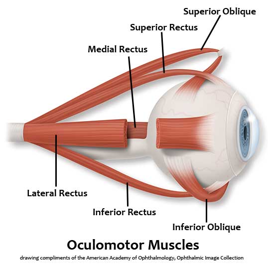 Oculomotor Muscles