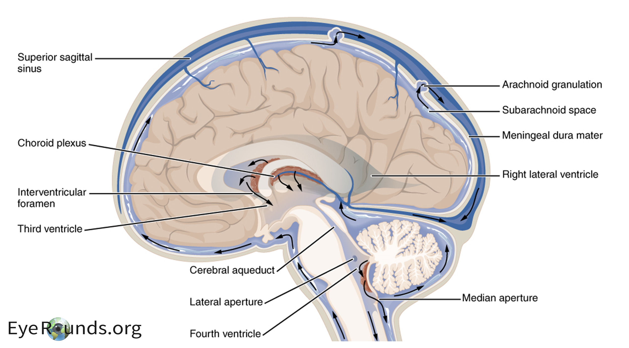 Circulation of cerebrospinal fluid circulation