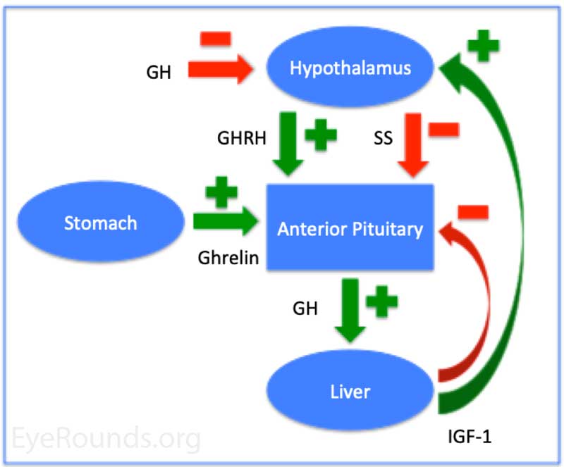 Diagram depicting the control of growth hormone. The color green indicates positive feedback loops; the color red indicates negative feedback loops. Abbreviations: Growth hormone (GH), growth hormone releasing hormone (GHRH), somatostatin (SS), insulin growth factor-1 (IGF-1).