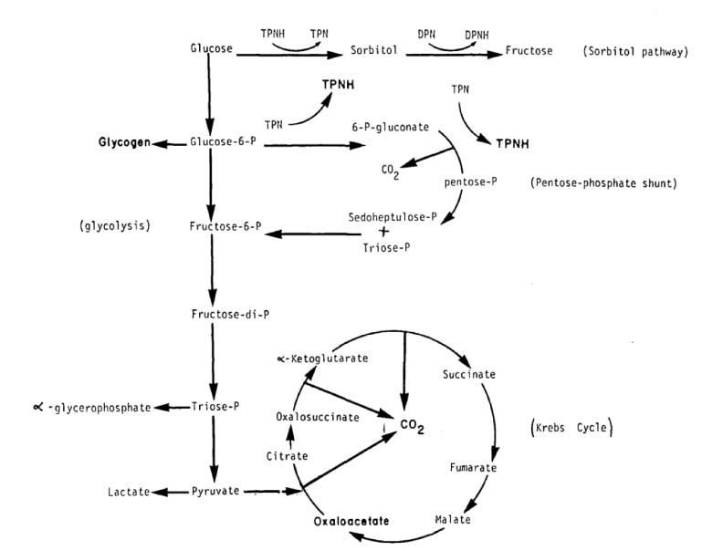 Pathways of glucose metabolism