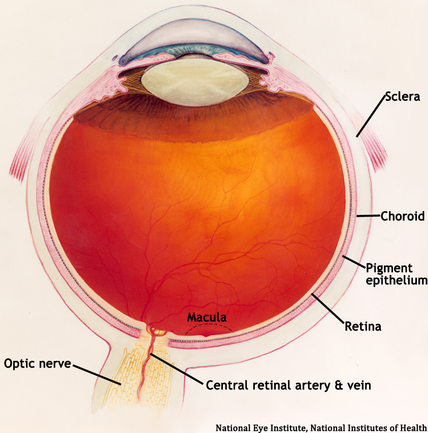 Diagram of Normal Eye 