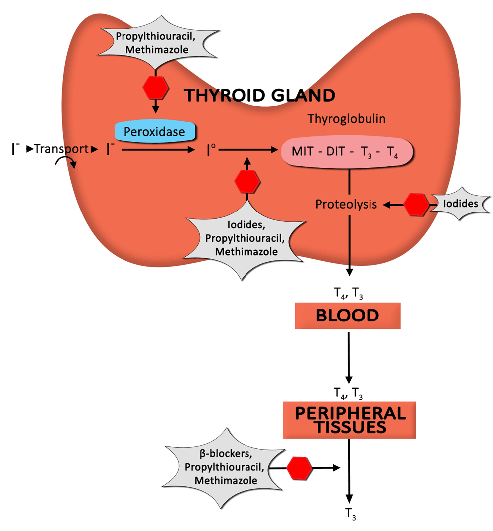 Anti-thyroid drug mechanisms Diagram.