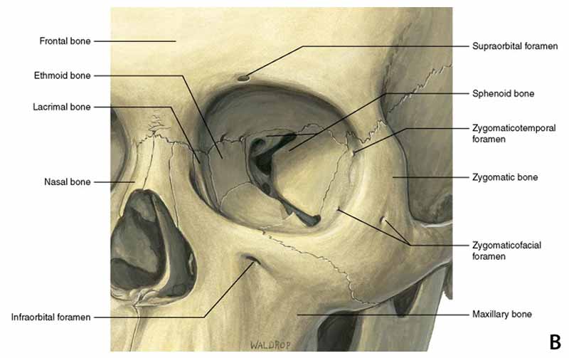 orbital-compartment-syndrome-curriculum